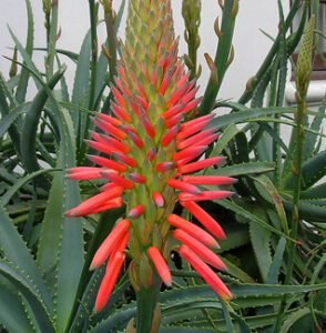 Aloe Genus Care- Popular flowering succulents