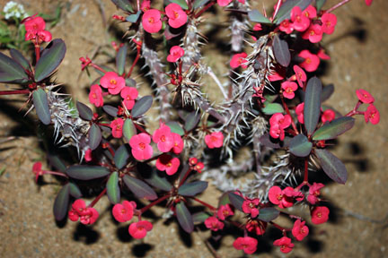 Crown of Thorns- popular pink flowering succulents