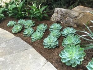 Outdoor Succulent Plants