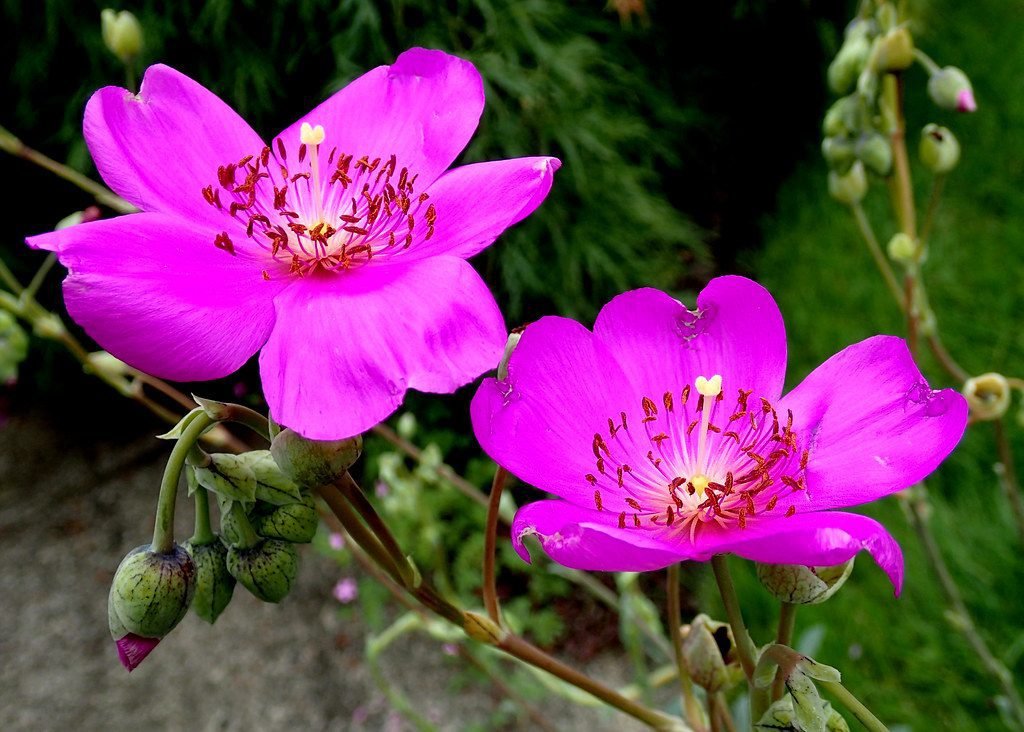 Rock Purslane- popular pink flowering succulents