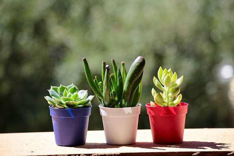 Miniature Succulents