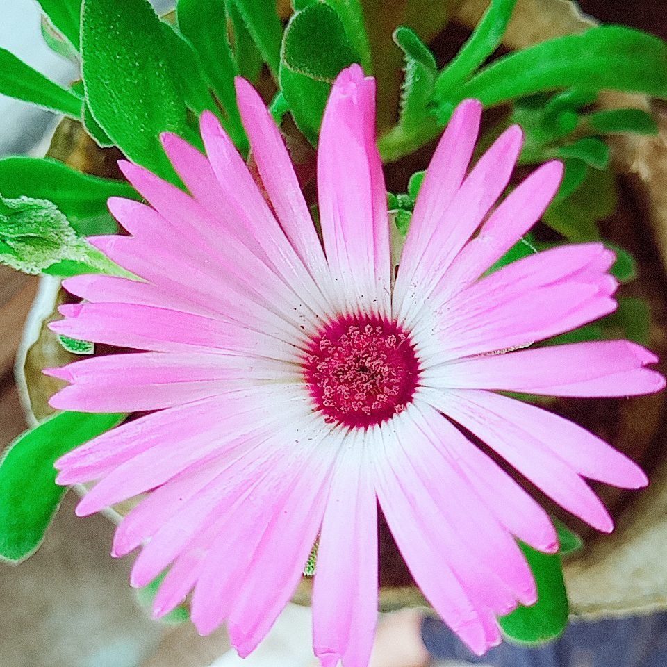 Ice Plant- popular pink flowering succulents