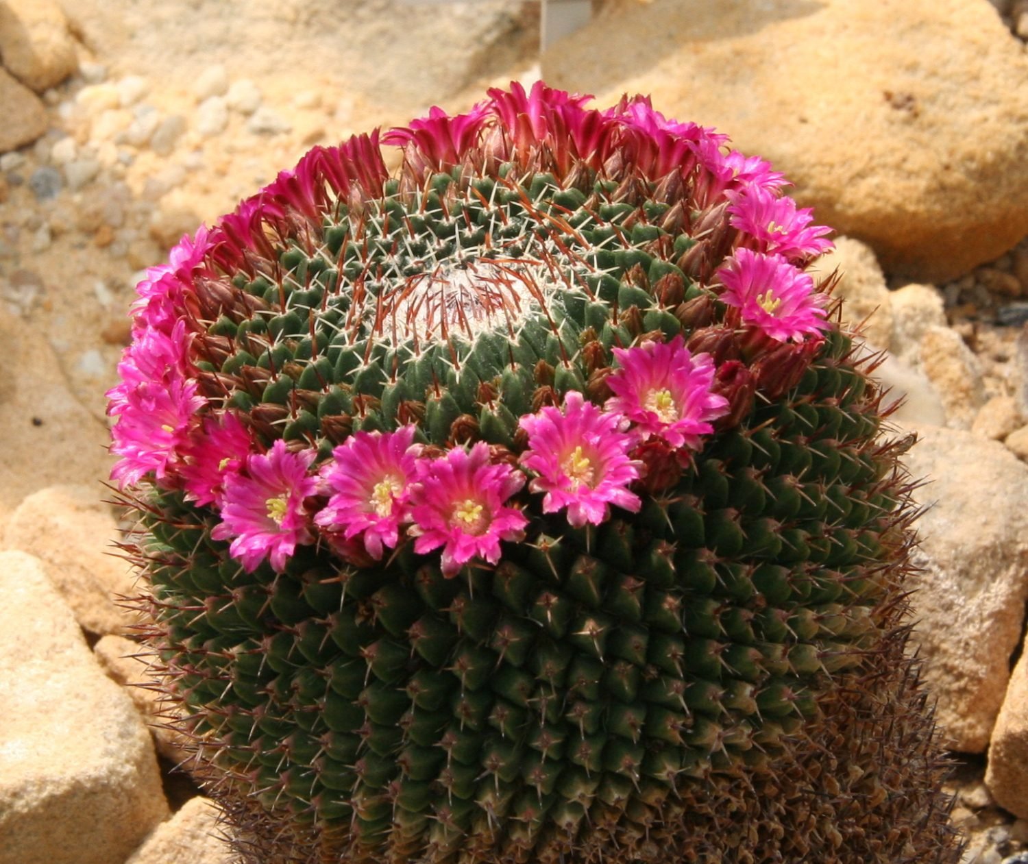 Pincushion Cactus- popular pink flowering succulents