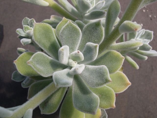 Healthy succulent leaves