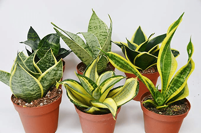 Snake Plant Varieties Tips For Propagation And Care Must For Every