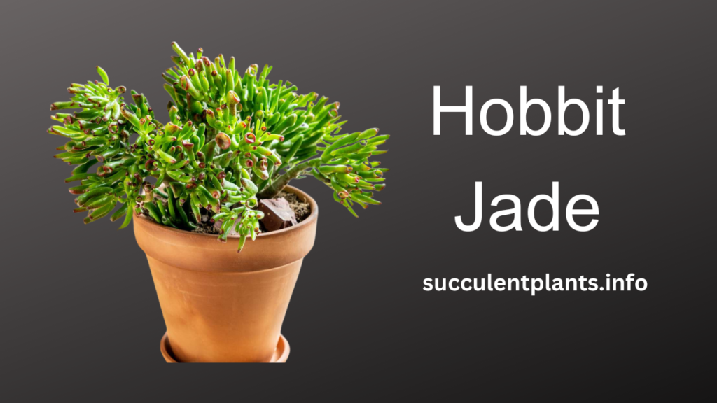 Hobbit Jade