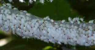 Cluster of woolly aphids
