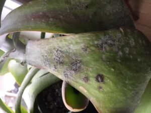 Brown spots on flapjack succulent