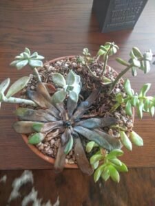 Dying leaves- succulent problems