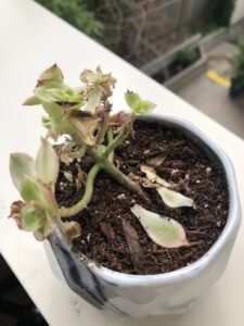Withering leaves succulent problems