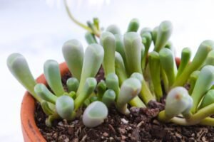 Planting Baby Toes Succulent