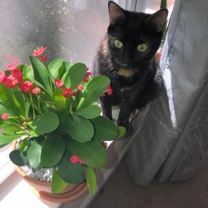 Succulents poisonous to cats- Euphorbia Milii