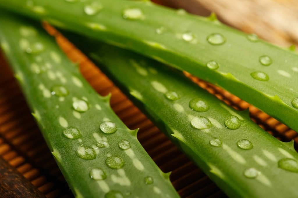 Aloe is not safe for cats