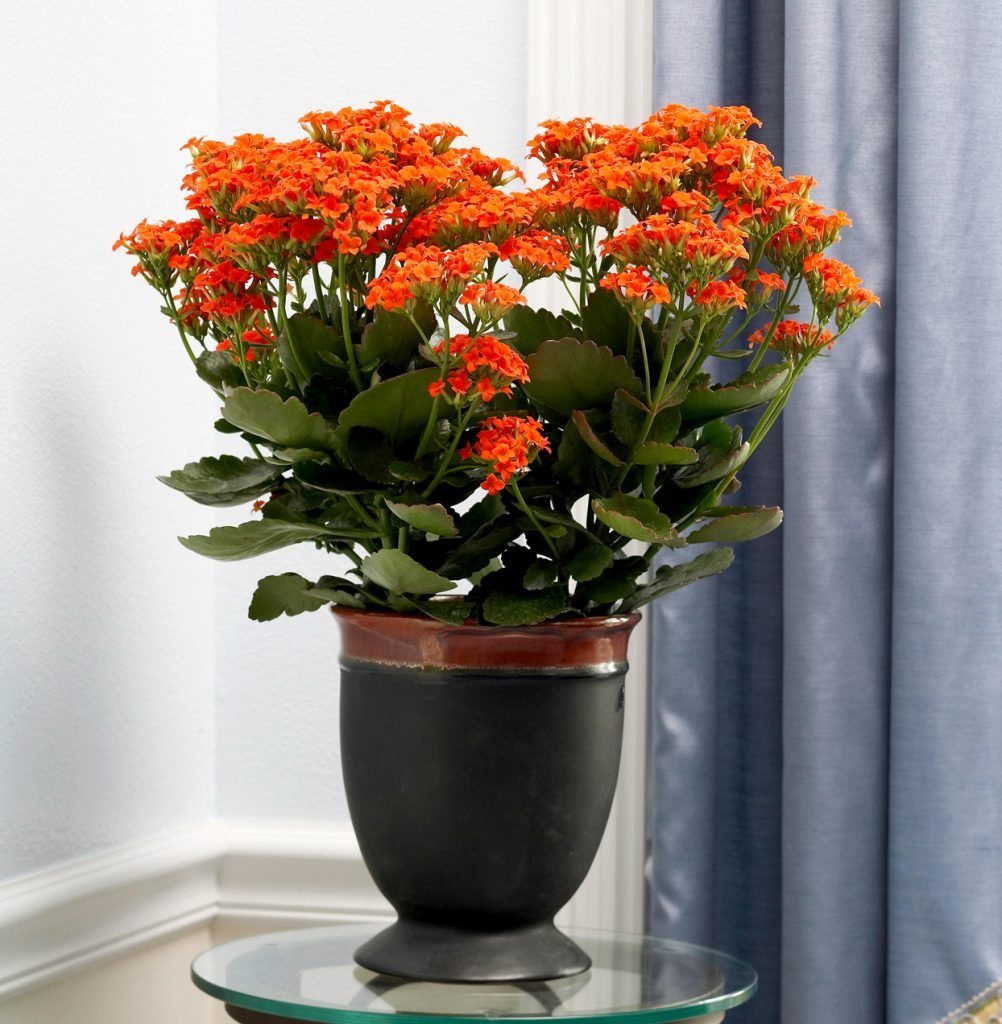Kalanchoe is not safe for cats