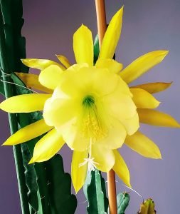 Ric Rac Cactus bloom