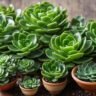30 Types of Jade Plants
