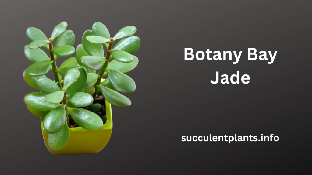 Botany Bay Jade
