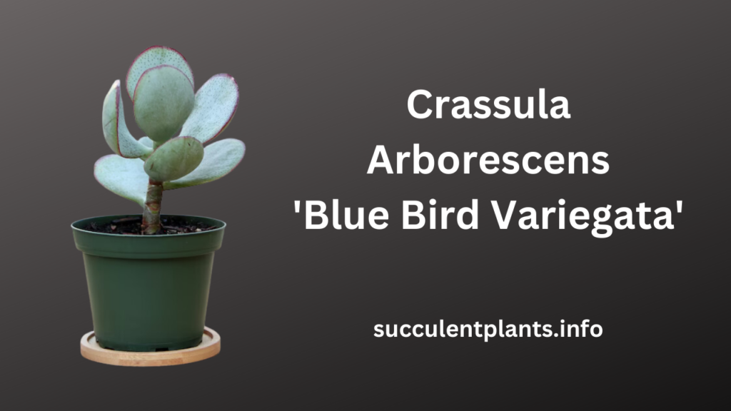Crassula Arborescens 'Blue Bird Variegata'