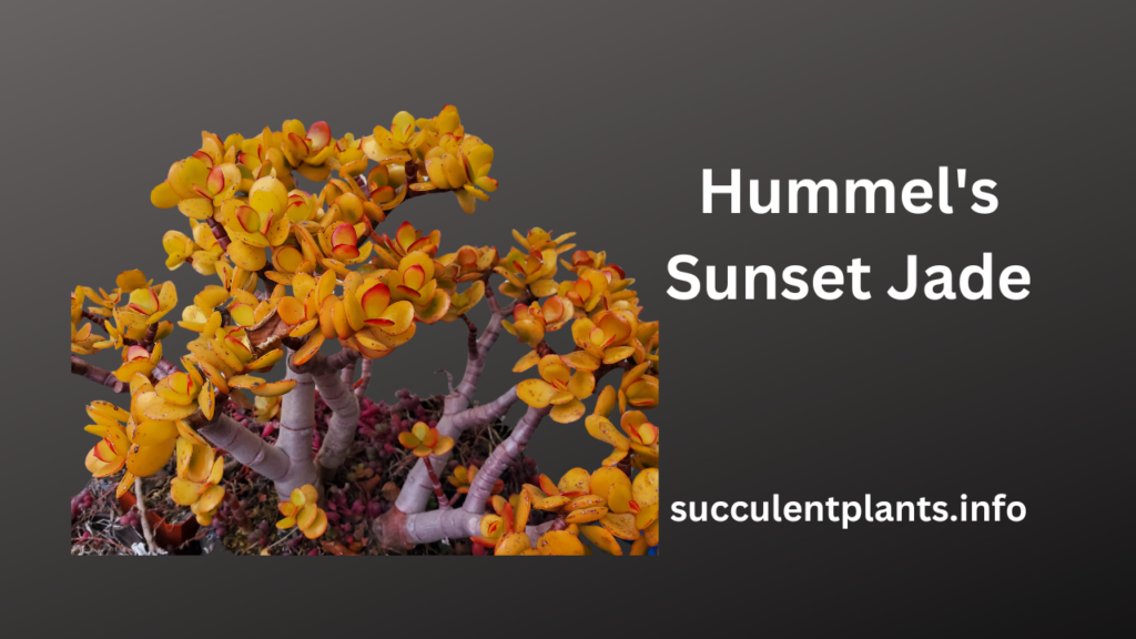 Hummel's Sunset Jade