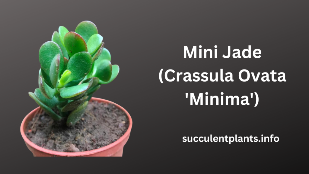 Mini Jade (Crassula Ovata 'Minima')