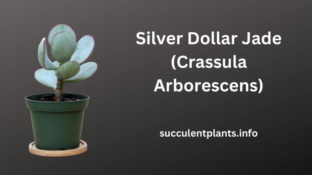 Silver Dollar Jade (Crassula Arborescens)
