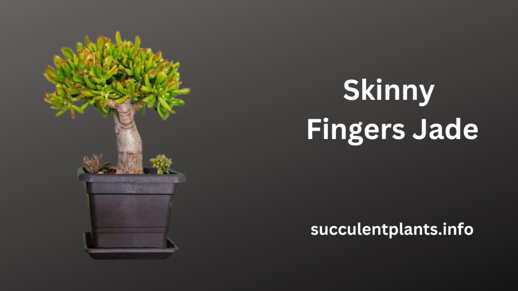 Skinny Fingers Jade