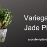 Variegated Jade flower