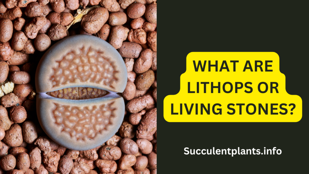 What are Lithops or Living Stones